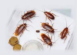 Cockroach Pest Control